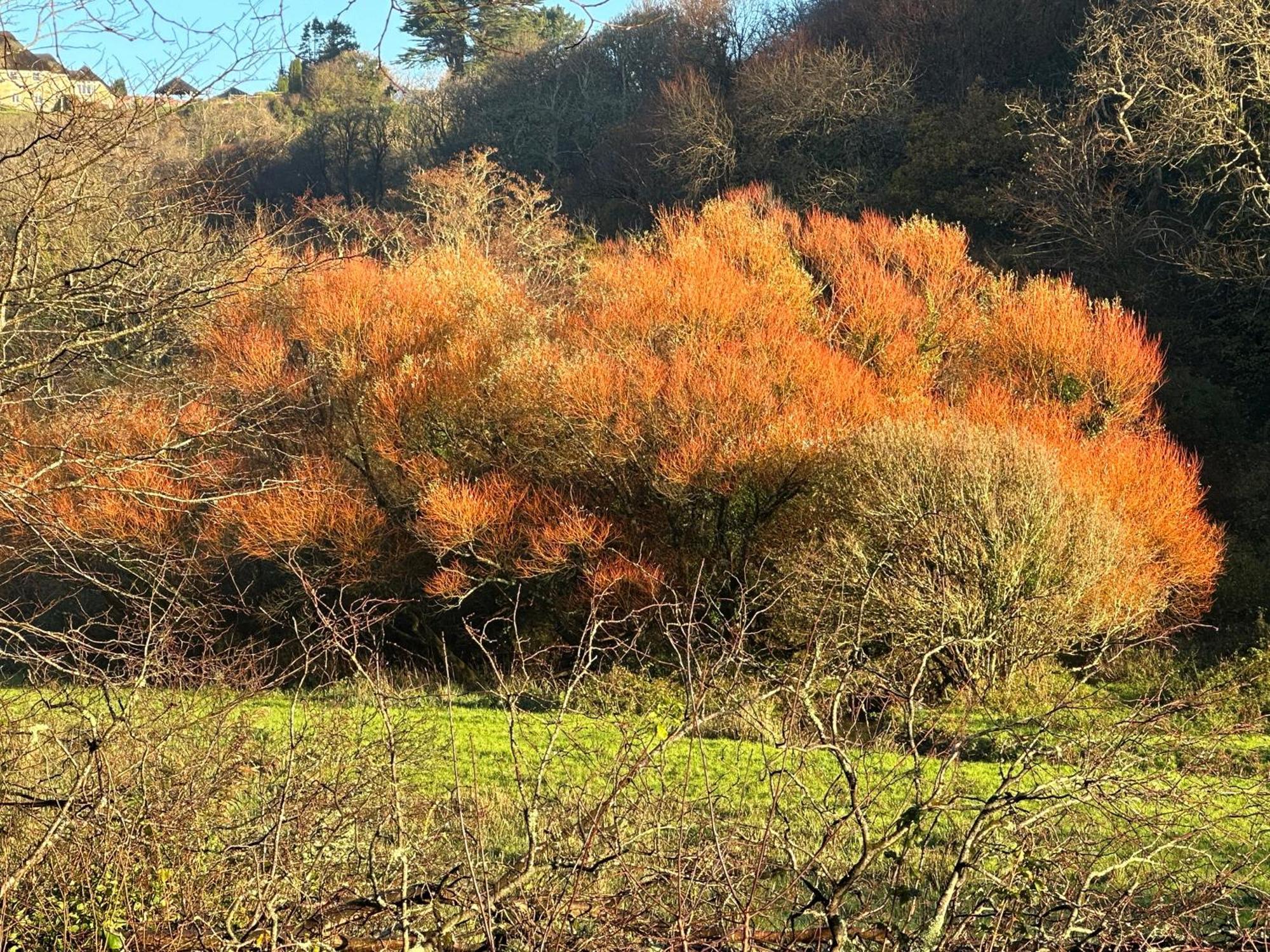 Hael Farm Swansea